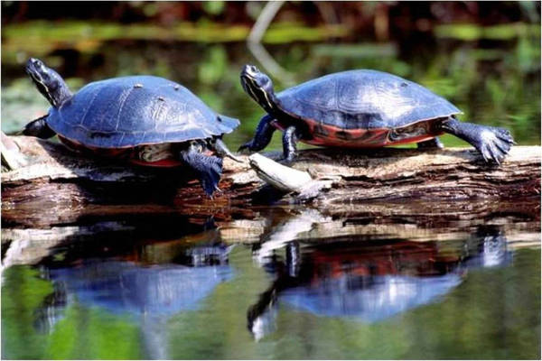 Dove vive e cosa mangia in natura la tartaruga nordamericana dal ventre rosso Pseudemys rubriventris