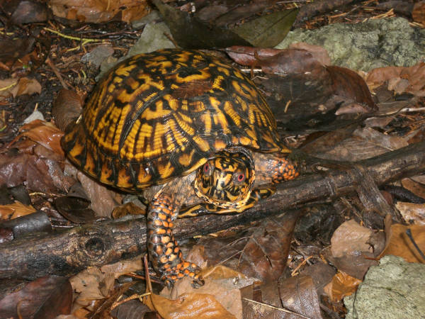 habitat e alimentazione in natura Terrapene carolina carolina