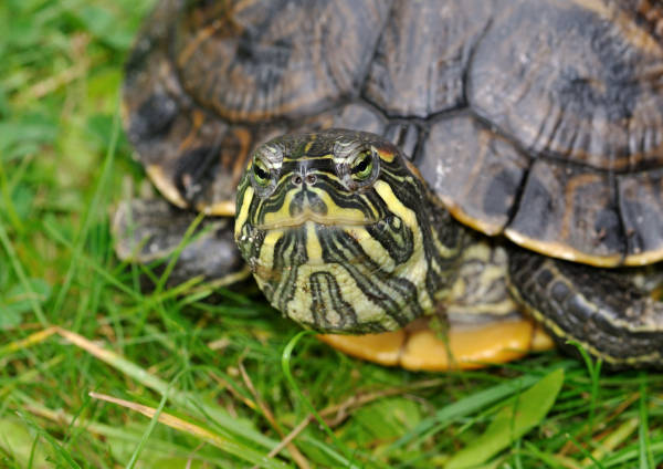 Tartaruga dalle orecchie gialle di cumberland Vita in natura Trachemys scripta troostii
