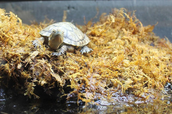 Come non far nascere muschio in vasca di tartarughe