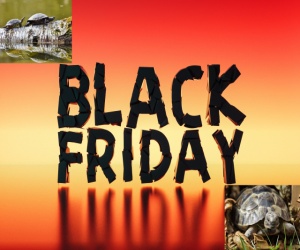 Black Friday tartarughe