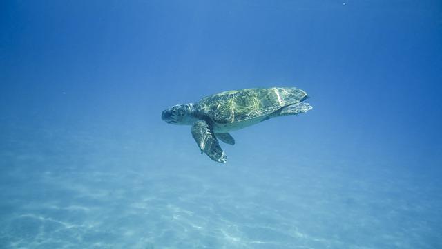 Zante isola tartaruga marina