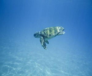 Tartaruga marina a Zante
