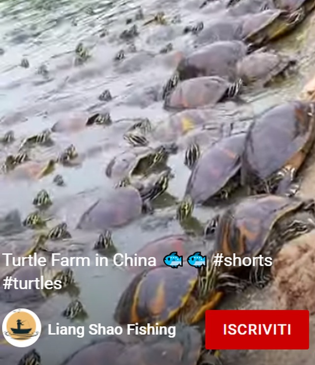 Allevamento di tartarughe da macello in Cina