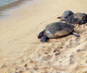 Video nido tartarughe marine Anzio