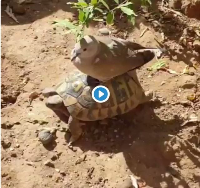 Piccione viaggiatore su carapace tartaruga terrestre