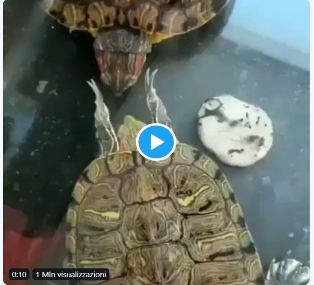 Tartarughe si corteggiano Video San Valentino delle Tartarughe d'acqua dolce