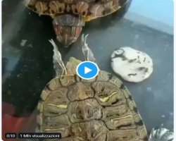San Valentino per tatarughe