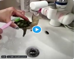 Tartaruga si beve fontana