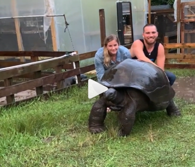 Tartaruga gigante di Aldabra Lavare tartaruga gigante con pioggia