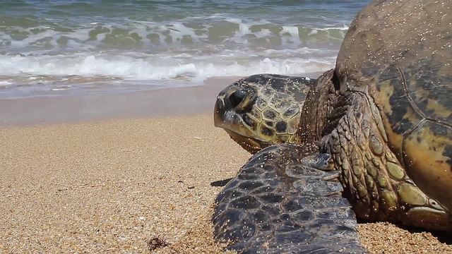 Tartaruga marina sulla spiaggia Tartaruga marina Caretta Caretta attende deposizione uova