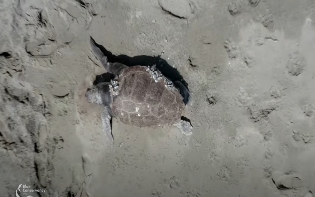 Tartaruga marina Caretta caretta spiaggiata Calabria