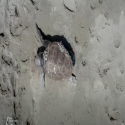 Tartaruga marina morta in Calabria