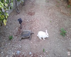 Tartaruga caccia coniglio