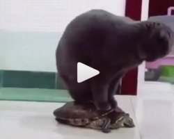 Gatto su tartaruga