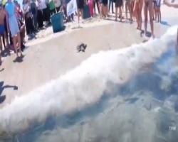 Video tartarughe marine caretta caretta