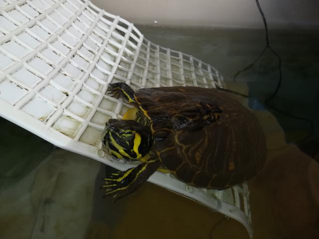 Video di Trachemys scripta scripta Video di Tartarughe d'Acqua Dolce