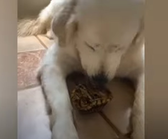 grosso cane mangia tartaruga di terra
