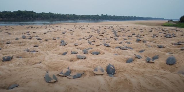 Decine di tartarughe sulla spiaggia del fiume Nascita Tartaruga fluviale sudamericana (Podocnemis expansa)