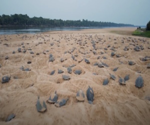 Video nascita Tartaruga fluviale sudamericana