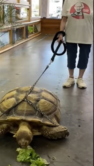 Nonna e tartaruga terrestre al guinzaglio