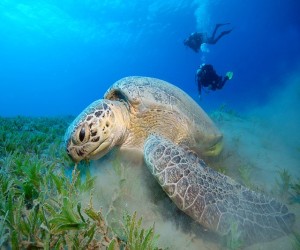 Rete da pesca nella pancia tartaruga marina
