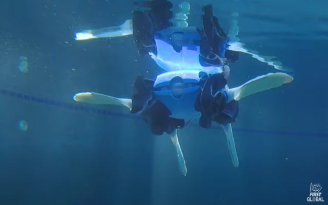Video robot tartaruga marina e terrestre