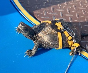 Tartaruga imbracata per base jumping