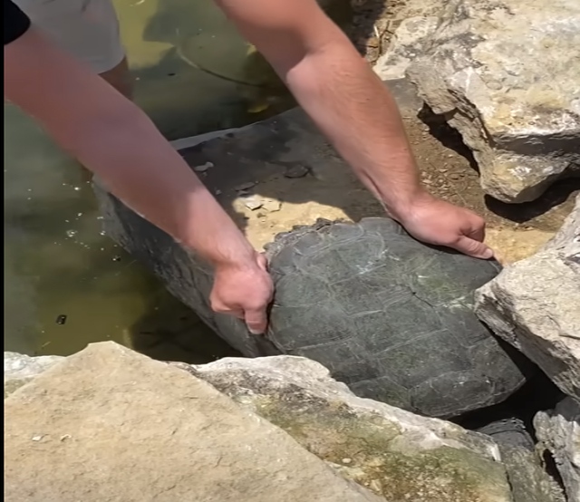 Mani tirano tartaruga incastrata Tartaruga incastrata nella roccia