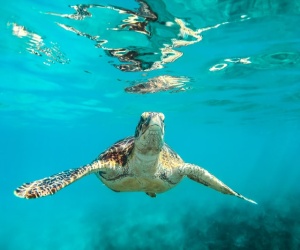 Tartarughe marine e parassiti del amre