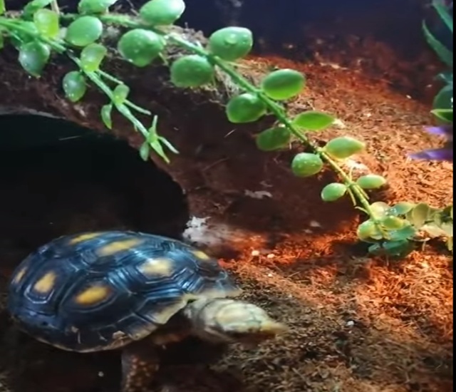 Tartaruga terrestre mangia vermi vivi
