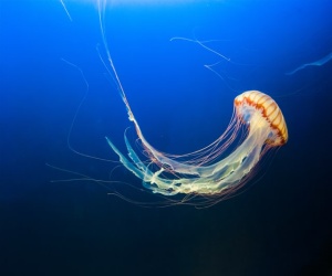 Tartaruga marina mangia medusa