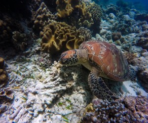 Tartarughe marine con Cirripedi