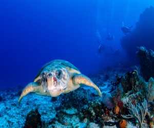 Asportazione tumori tartaruga marina