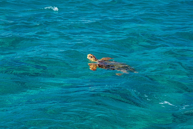 Foto Tartaruga marina in mare Zante Tartarughe marine Caretta caretta