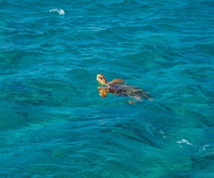 Video Zante Caretta caretta