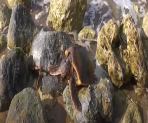 Bottiglia plastica e tartaruga marina