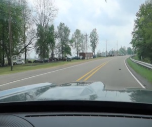 Tartaruga sulla strada Mississippi
