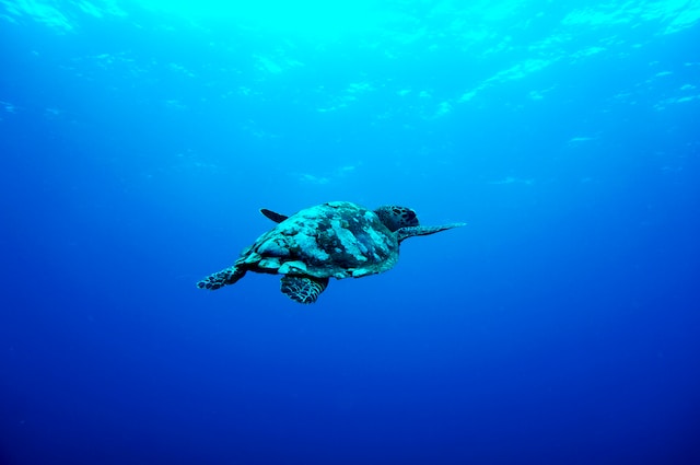 Una tartaruga nuota nel mare blu Perche tartaruga mare mangia plastica