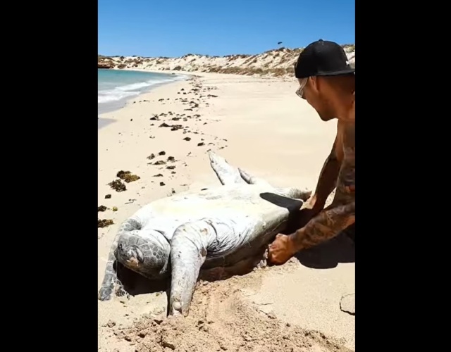 Tartaruga sotto sopra e un uomo la salva Tartaruga di mare capovolta sul litorale