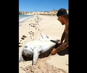 Tartaruga marina capovolta spiaggia