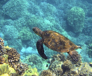 Una tartaruga marina tra i coralli